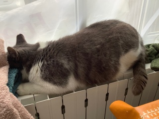�g�[�̏�͂����ˁ[