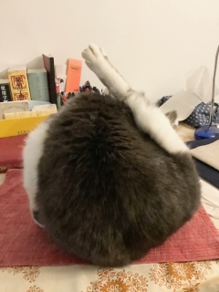 �тÂ��낢