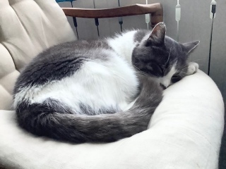 �g�[�ɂ��ߕt���������킢