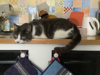 �J�����ڐ��̃��f���L
