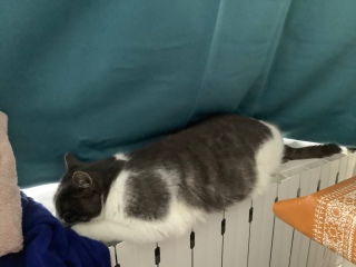 ���ӂ͊�������