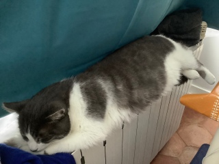 �݂͂����L