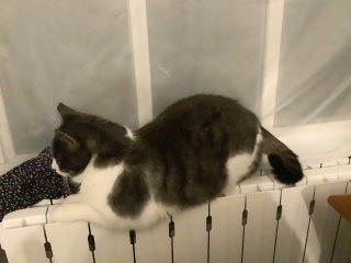 �����Ēg�[�̏�Ɉړ�