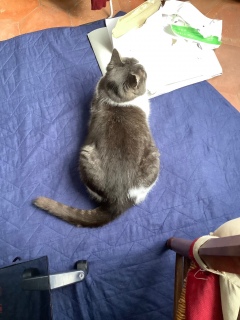 �L�����͎��̏オ�D���炵��