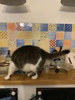�[���������܂�̃R�[�X