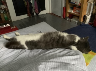 �L�т�����������肽��