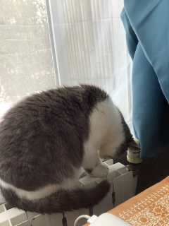 �g�[�̌��Ɏ��˂�����
