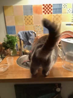 2��16��(��) ����ς藈�Ă��ꂽ�L�����