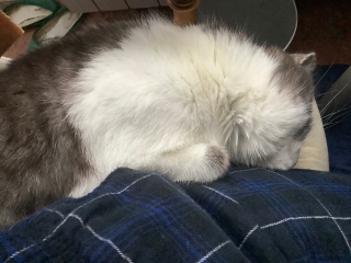 �����Ă������炵��