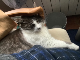 �Q�ɂ������ɂ�������