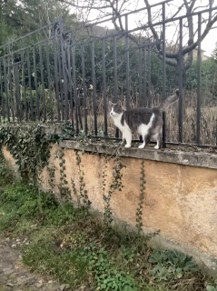 �����ďo�}��