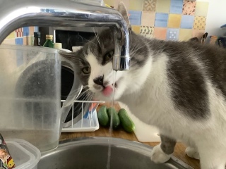 �����̔L�����