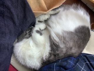 �֎q���Q�[���̏��҂����Q���ł�