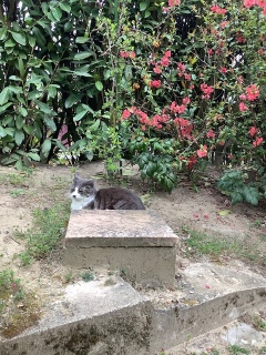 CɏȂ񂾁H