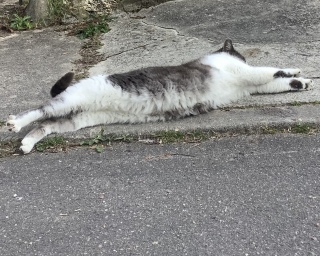 ~nOŌL