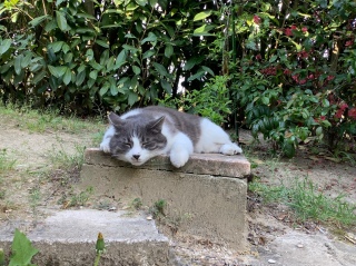 ʐ^炵