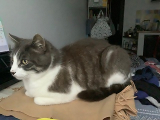 �X�g�[�u�̏�ł�������