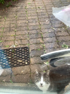 5��17��(��) �����O�̏o��