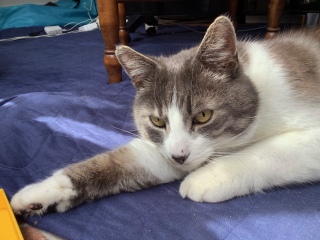 �����̔����搶