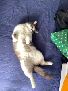 ����߂���̃|�[�Y