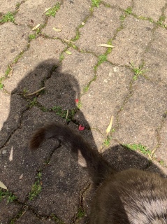 �}���V�F����A���