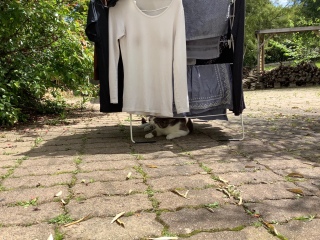 ���̌シ���J