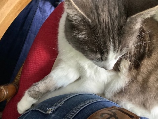 �Ă��˂��ȖтÂ��낢