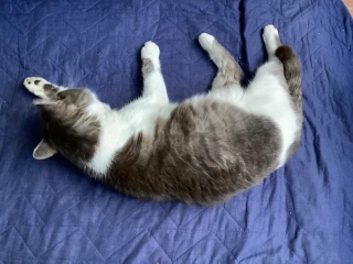 �֎q����~��Ă����