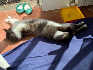 �����ɐQ�����