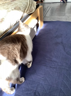 ���肷��