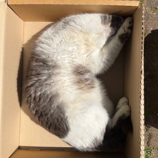 ����肽���[