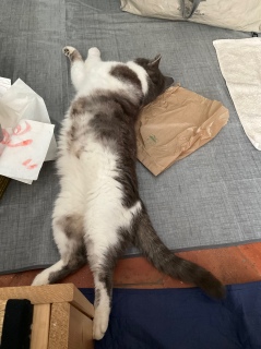��������肽����[