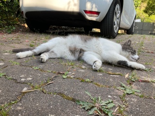 ��ł��낮�L���