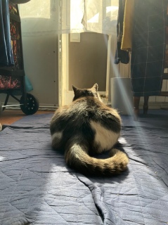 ���낻��ˁ[���͓��{��搶�ɏo�΂̎��Ԃł�