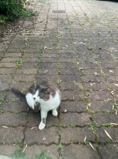 ���₢���₢