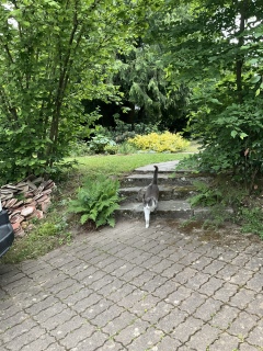 �ˁ[���Ɍ������ċ삯���L���