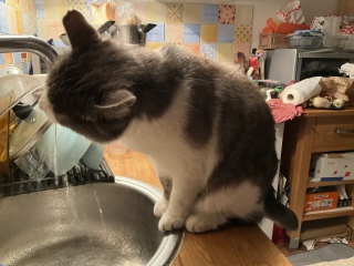 �������ޔL���