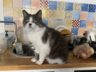 ���[�[�[���!