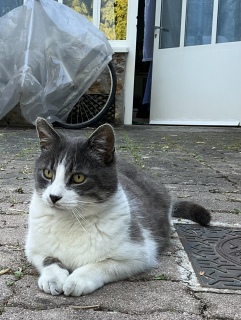 `ȔL