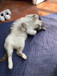 点Ă