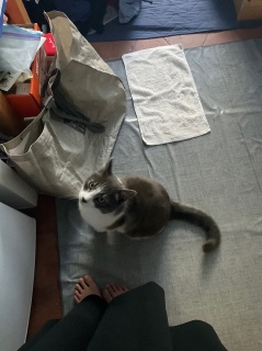 o肽
