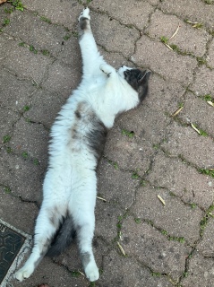 �̂т̓r���@2