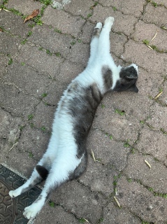 �̂т̓r���@4