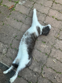 �̂т̓r���@5