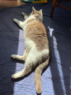 �ЂȂ��Ƀs�b�^���T�C�Y