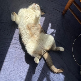 �����Ȃւ��V