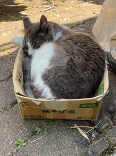 �������Ă��Ή��ɑ吷��