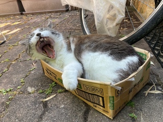 ���ʂ���΂�����B�ꂽ��