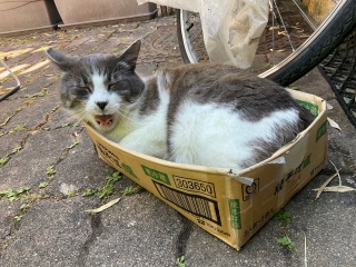 �傠���т̒����