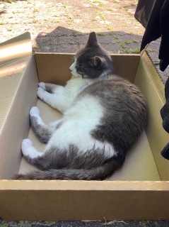 �����܂��O�Œ��Q